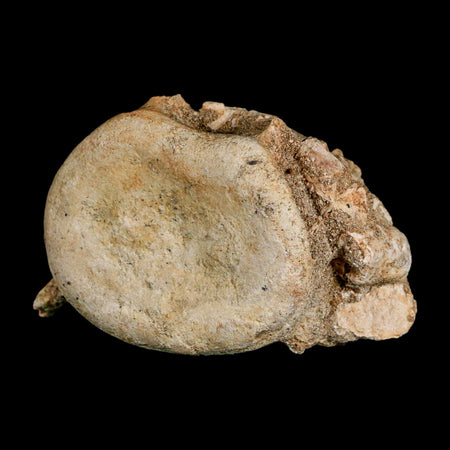3.1" Plesiosaur Fossil Vertebrae Cretaceous Dinosaur Era Morocco Zarafasaura COA