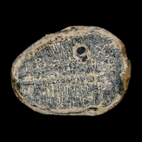 1" Elrathia Kingi Trilobite Fossil Utah Cambrian Age 521 Million Years Old COA