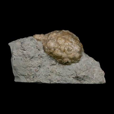1.5" Holocystites Sp Crinoid In Matrix Fossil Silurian Age Osgood Shale Napoleon Indiana - Fossil Age Minerals