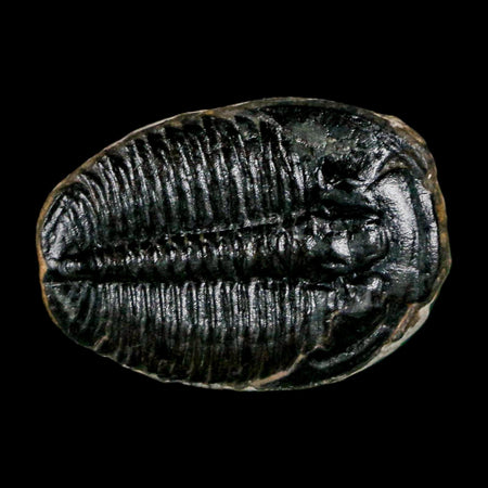 1" Elrathia Kingi Trilobite Fossil Utah Cambrian Age 521 Million Years Old COA