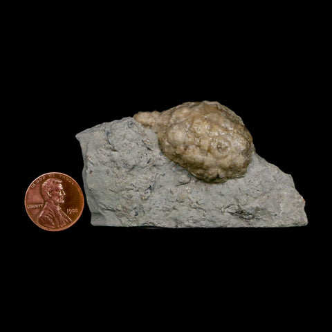 1.5" Holocystites Sp Crinoid In Matrix Fossil Silurian Age Osgood Shale Napoleon Indiana - Fossil Age Minerals