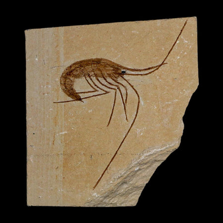 2.8" Fossil Shrimp Carpopenaeus Cretaceous Age 100 Mil Yrs Old Lebanon COA