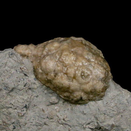1.5" Holocystites Sp Crinoid In Matrix Fossil Silurian Age Osgood Shale Napoleon Indiana