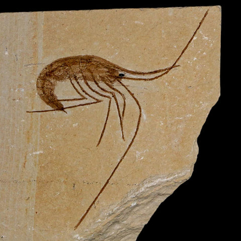 2.8" Fossil Shrimp Carpopenaeus Cretaceous Age 100 Mil Yrs Old Lebanon COA - Fossil Age Minerals