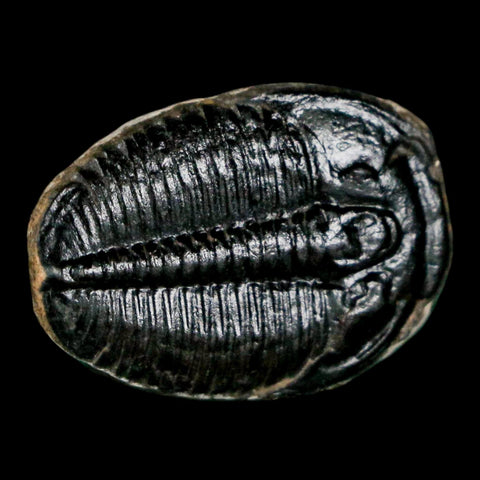 1" Elrathia Kingi Trilobite Fossil Utah Cambrian Age 521 Million Years Old COA