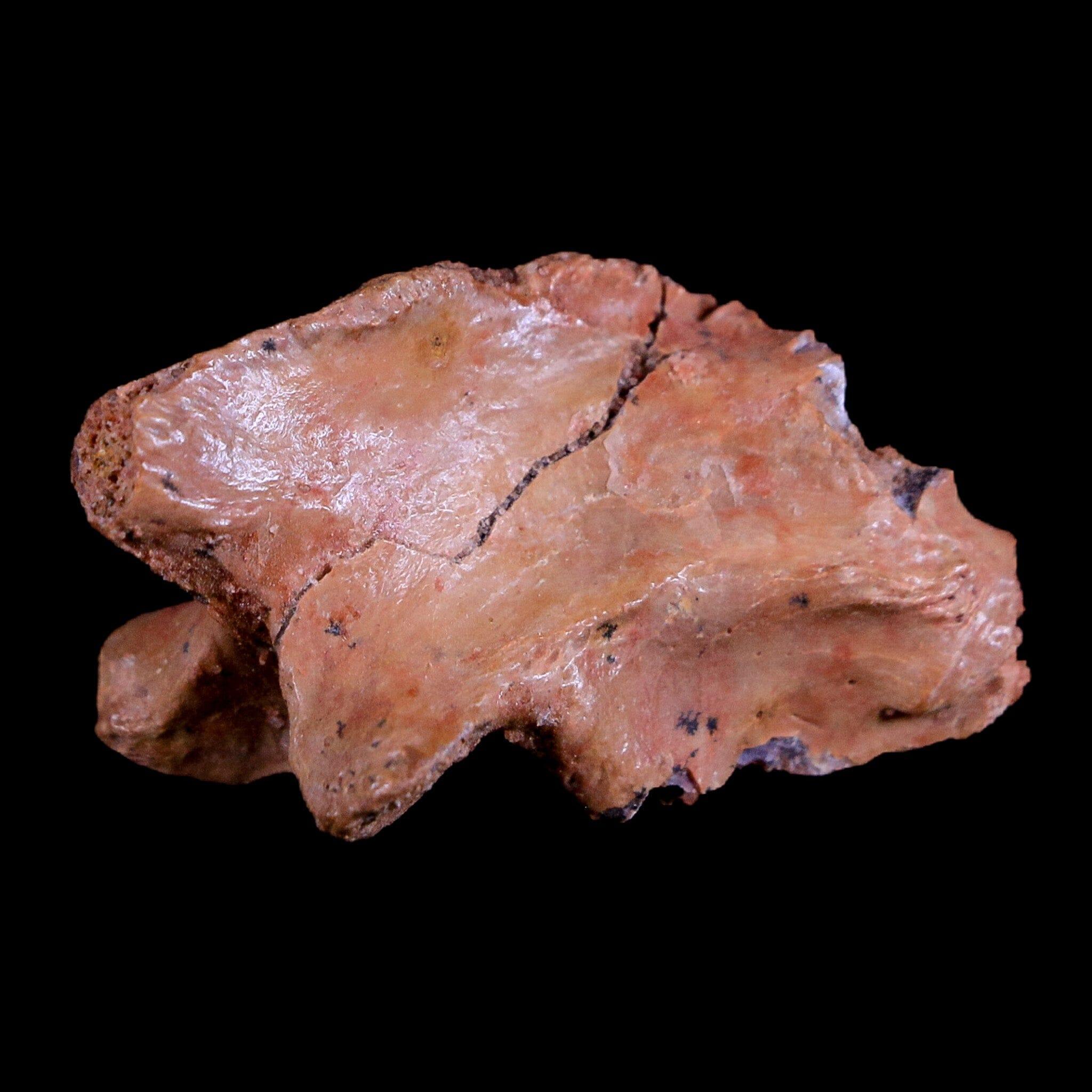 1.4" Crocodile Fossil Vertebrae Bone Hell Creek FM Cretaceous Dinosaur Age MT - Fossil Age Minerals