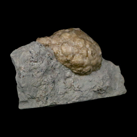 1.5" Holocystites Sp Crinoid In Matrix Fossil Silurian Age Osgood Shale Napoleon Indiana - Fossil Age Minerals