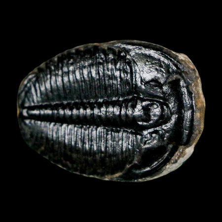 1" Elrathia Kingi Trilobite Fossil Utah Cambrian Age 521 Million Years Old COA