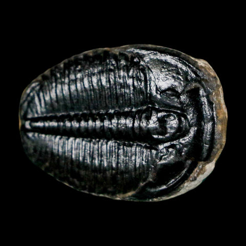 1" Elrathia Kingi Trilobite Fossil Utah Cambrian Age 521 Million Years Old COA