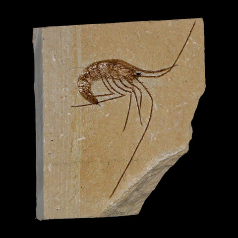 2.8" Fossil Shrimp Carpopenaeus Cretaceous Age 100 Mil Yrs Old Lebanon COA - Fossil Age Minerals