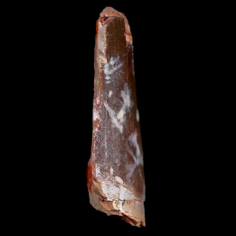 1" Tyrannosaurus Rex Fossil Tooth Section Lance Creek FM Cretaceous Dinosaur WY COA - Fossil Age Minerals