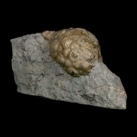 1.5" Holocystites Sp Crinoid In Matrix Fossil Silurian Age Osgood Shale Napoleon Indiana - Fossil Age Minerals