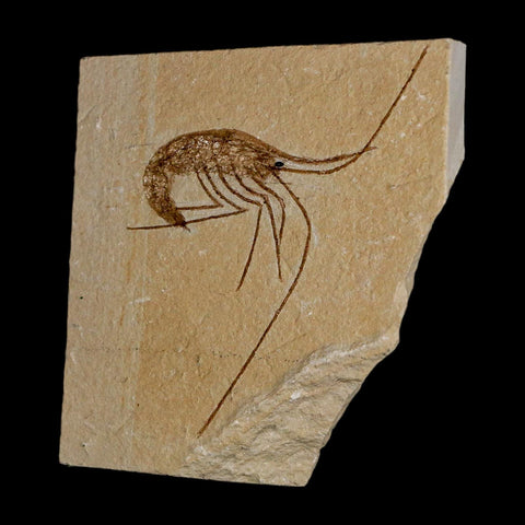 2.8" Fossil Shrimp Carpopenaeus Cretaceous Age 100 Mil Yrs Old Lebanon COA - Fossil Age Minerals