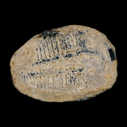 1" Elrathia Kingi Trilobite Fossil Utah Cambrian Age 521 Million Years Old COA