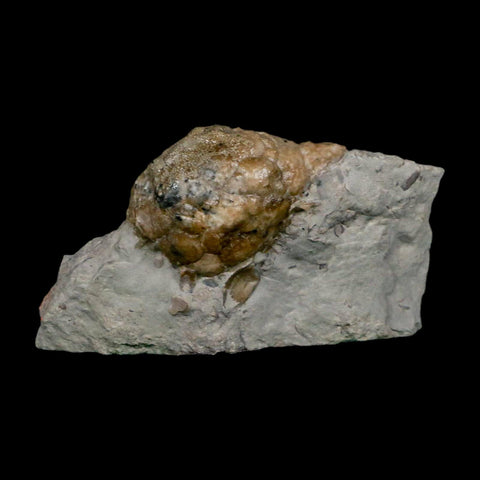 1.5" Holocystites Sp Crinoid In Matrix Fossil Silurian Age Osgood Shale Napoleon Indiana - Fossil Age Minerals