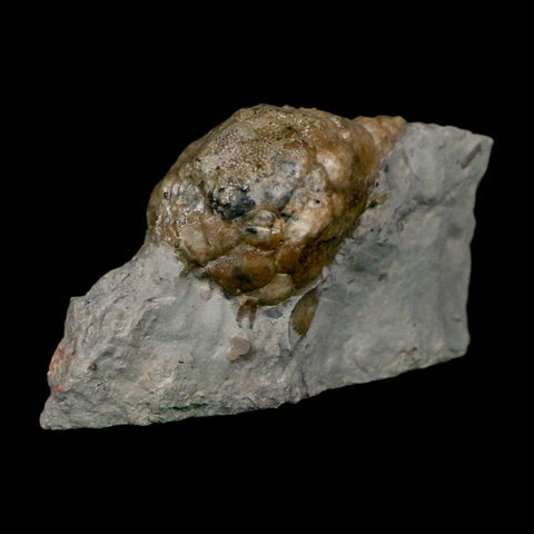1.5" Holocystites Sp Crinoid In Matrix Fossil Silurian Age Osgood Shale Napoleon Indiana - Fossil Age Minerals
