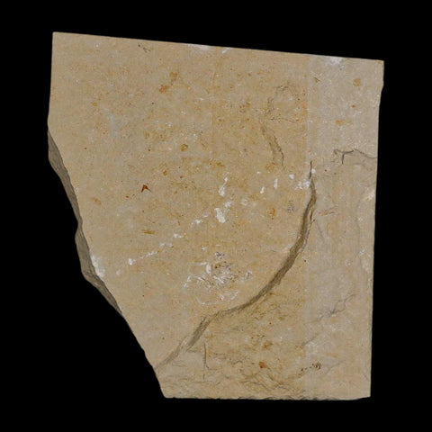 2.8" Fossil Shrimp Carpopenaeus Cretaceous Age 100 Mil Yrs Old Lebanon COA - Fossil Age Minerals