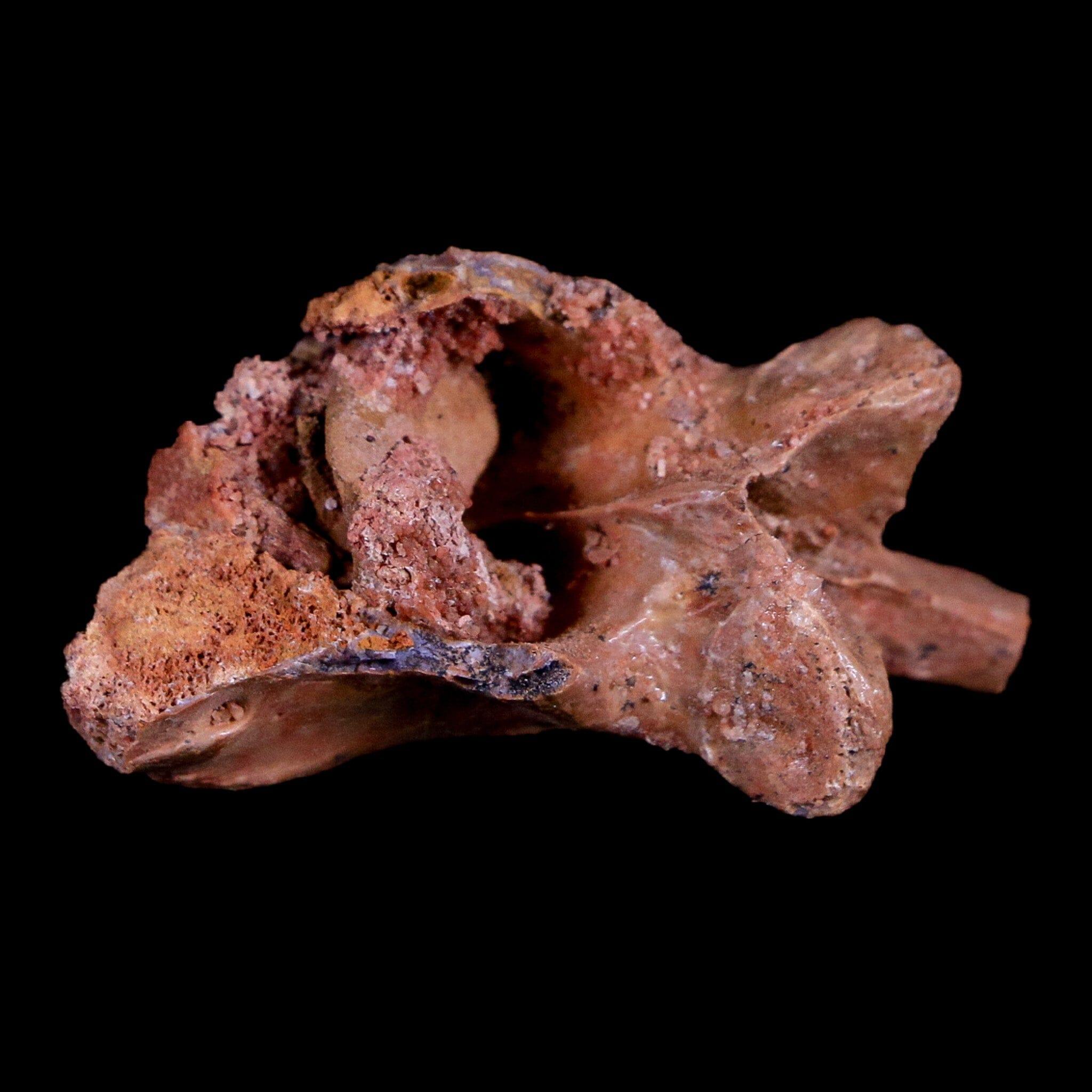 1.4" Crocodile Fossil Vertebrae Bone Hell Creek FM Cretaceous Dinosaur Age MT - Fossil Age Minerals