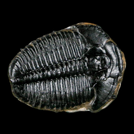 1" Elrathia Kingi Trilobite Fossil Utah Cambrian Age 521 Million Years Old COA