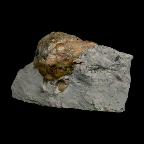 1.5" Holocystites Sp Crinoid In Matrix Fossil Silurian Age Osgood Shale Napoleon Indiana - Fossil Age Minerals