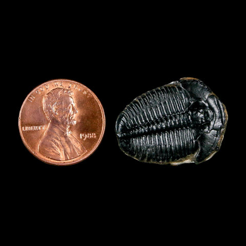 1" Elrathia Kingi Trilobite Fossil Utah Cambrian Age 521 Million Years Old COA