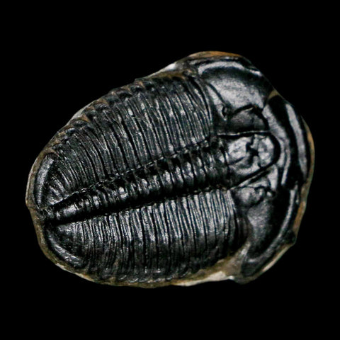 1" Elrathia Kingi Trilobite Fossil Utah Cambrian Age 521 Million Years Old COA