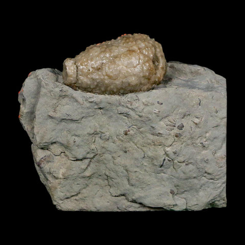 1.2" Holocystites Sp Crinoid In Matrix Fossil Silurian Age Osgood Shale Napoleon Indiana - Fossil Age Minerals