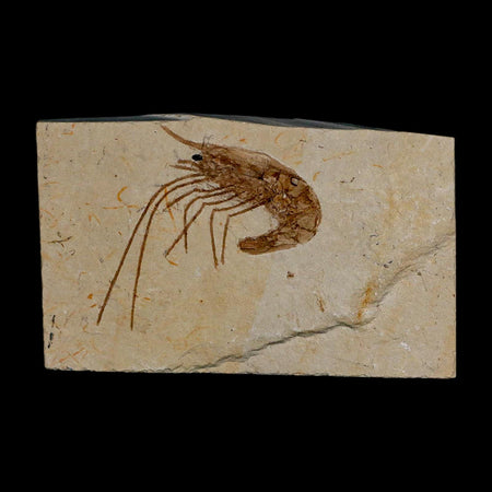 1.7" Fossil Shrimp Carpopenaeus Cretaceous Age 100 Mil Yrs Old Lebanon COA