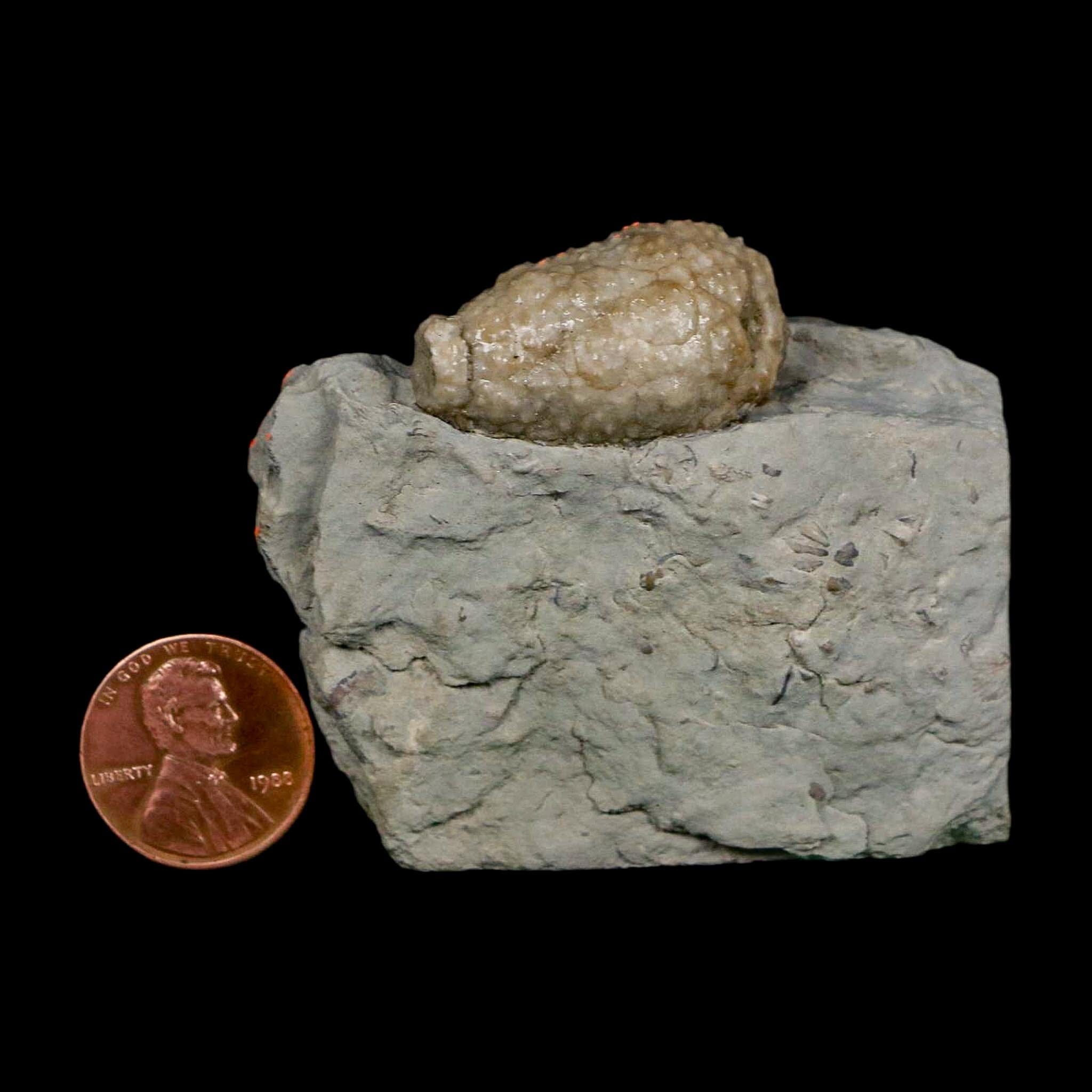 1.2" Holocystites Sp Crinoid In Matrix Fossil Silurian Age Osgood Shale Napoleon Indiana - Fossil Age Minerals