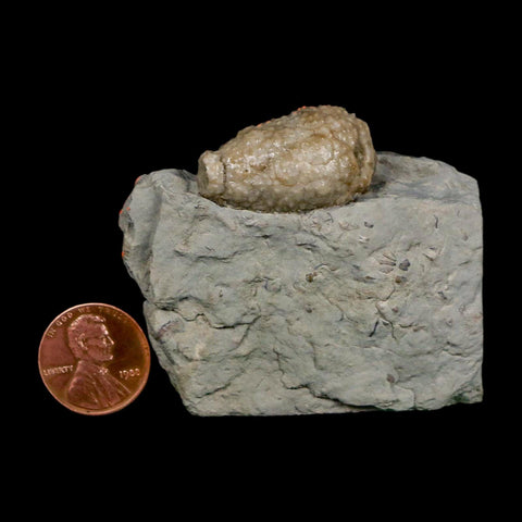 1.2" Holocystites Sp Crinoid In Matrix Fossil Silurian Age Osgood Shale Napoleon Indiana - Fossil Age Minerals