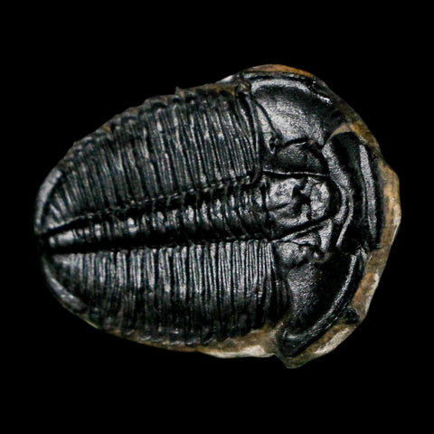 1" Elrathia Kingi Trilobite Fossil Utah Cambrian Age 521 Million Years Old COA