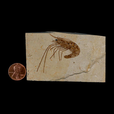 1.7" Fossil Shrimp Carpopenaeus Cretaceous Age 100 Mil Yrs Old Lebanon COA - Fossil Age Minerals