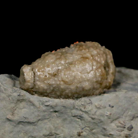 1.2" Holocystites Sp Crinoid In Matrix Fossil Silurian Age Osgood Shale Napoleon Indiana