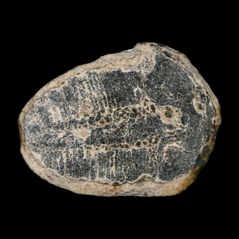 1" Elrathia Kingi Trilobite Fossil Utah Cambrian Age 521 Million Years Old COA