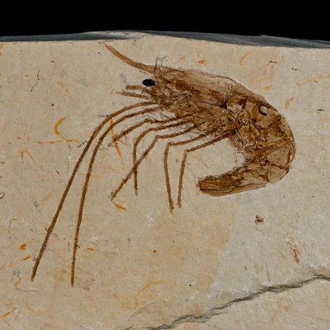 1.7" Fossil Shrimp Carpopenaeus Cretaceous Age 100 Mil Yrs Old Lebanon COA - Fossil Age Minerals