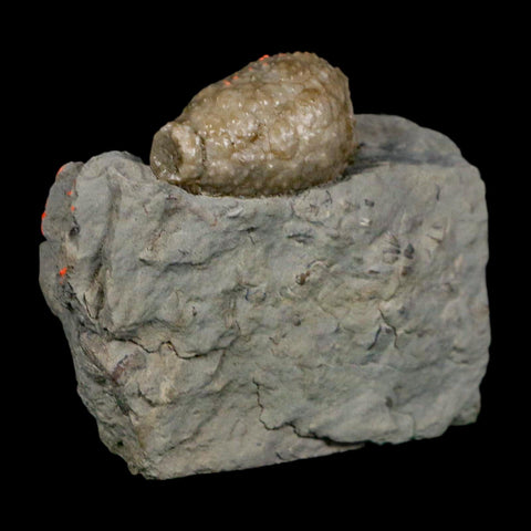 1.2" Holocystites Sp Crinoid In Matrix Fossil Silurian Age Osgood Shale Napoleon Indiana - Fossil Age Minerals