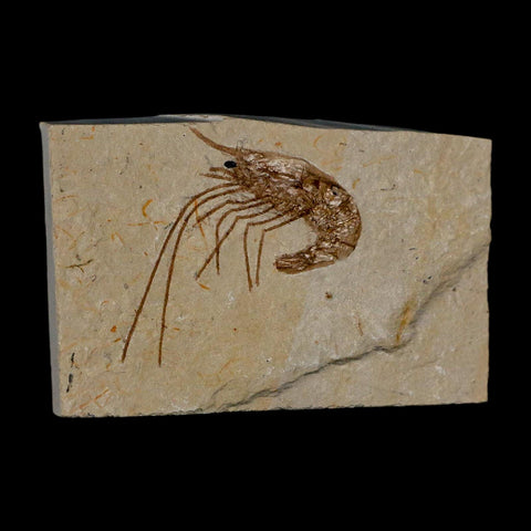 1.7" Fossil Shrimp Carpopenaeus Cretaceous Age 100 Mil Yrs Old Lebanon COA - Fossil Age Minerals