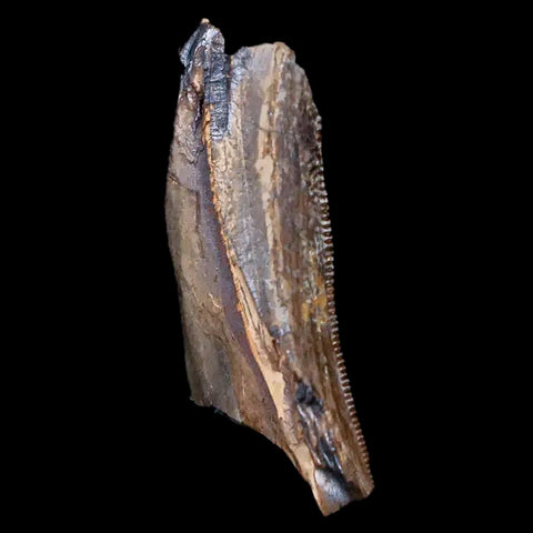 0.9" Tyrannosaurus Rex Fossil Tooth Section Lance Creek FM Cretaceous Dinosaur WY COA - Fossil Age Minerals