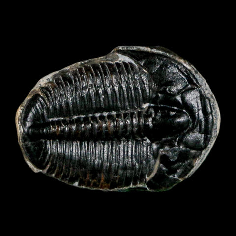 0.9" Elrathia Kingi Trilobite Fossil Utah Cambrian Age 521 Million Years Old COA