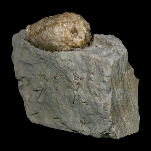 1.2" Holocystites Sp Crinoid In Matrix Fossil Silurian Age Osgood Shale Napoleon Indiana - Fossil Age Minerals