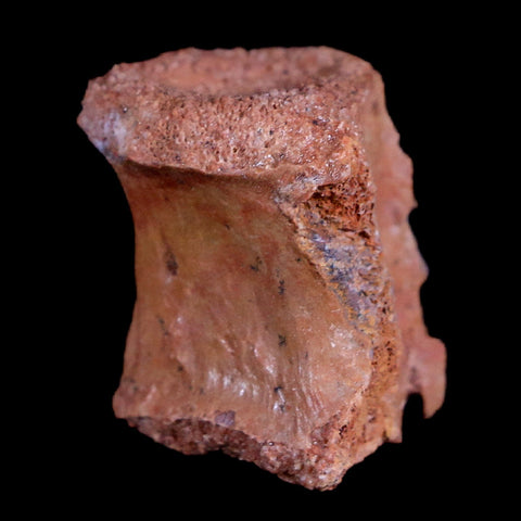1" Crocodile Fossil Vertebrae Bone Hell Creek FM Cretaceous Dinosaur Age MT - Fossil Age Minerals