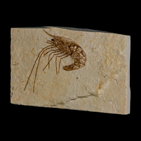 1.7" Fossil Shrimp Carpopenaeus Cretaceous Age 100 Mil Yrs Old Lebanon COA - Fossil Age Minerals