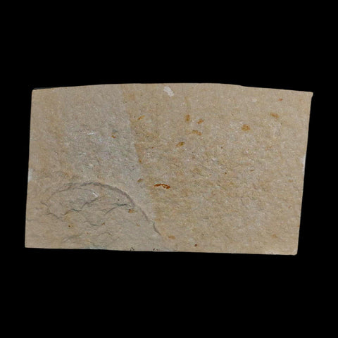 1.7" Fossil Shrimp Carpopenaeus Cretaceous Age 100 Mil Yrs Old Lebanon COA - Fossil Age Minerals