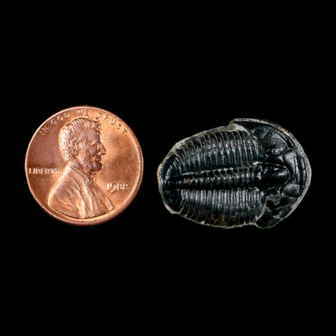 0.9" Elrathia Kingi Trilobite Fossil Utah Cambrian Age 521 Million Years Old COA