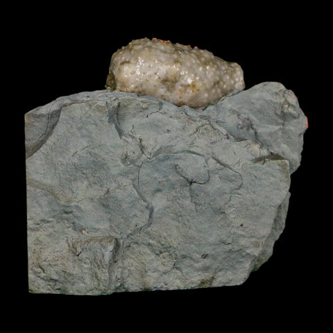 1.2" Holocystites Sp Crinoid In Matrix Fossil Silurian Age Osgood Shale Napoleon Indiana - Fossil Age Minerals