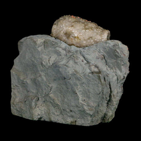1.2" Holocystites Sp Crinoid In Matrix Fossil Silurian Age Osgood Shale Napoleon Indiana - Fossil Age Minerals