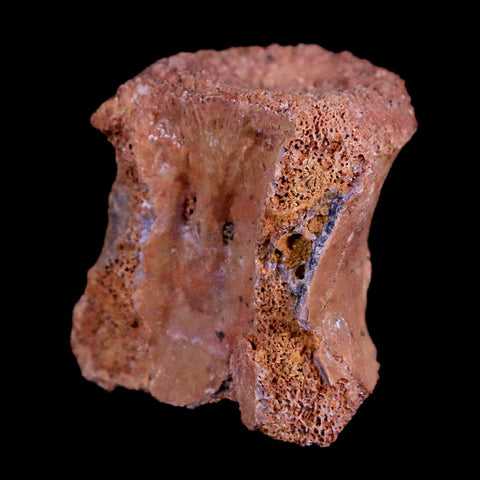 1" Crocodile Fossil Vertebrae Bone Hell Creek FM Cretaceous Dinosaur Age MT - Fossil Age Minerals