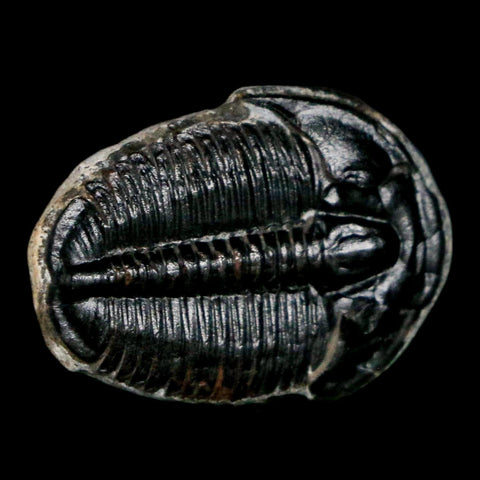 0.9" Elrathia Kingi Trilobite Fossil Utah Cambrian Age 521 Million Years Old COA
