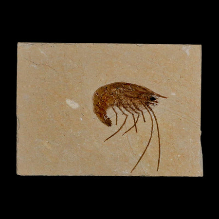 1.4" Fossil Shrimp Carpopenaeus Cretaceous Age 100 Mil Yrs Old Lebanon COA