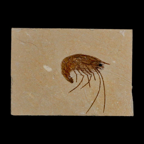 1.4" Fossil Shrimp Carpopenaeus Cretaceous Age 100 Mil Yrs Old Lebanon COA - Fossil Age Minerals